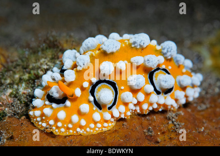 Phyllidia Nudibranch, (Phyllidia ocellata), Tulamben, Bali, Indonesia, Indian Ocean Stock Photo