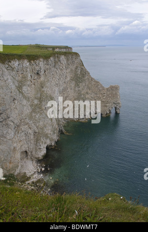 Bempton Cliffs RSPB reserve, East Yorkshire, England. Stock Photo