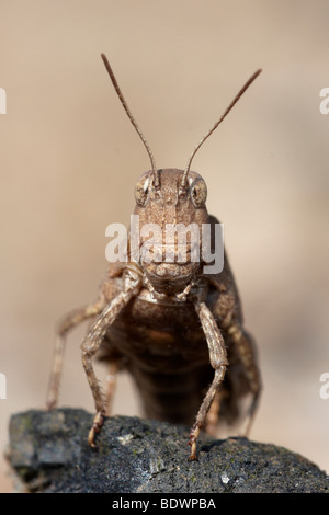 Blaufluegelige Oedlandschrecke grasshopper (Oedipoda caerulescens) Stock Photo