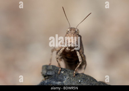 Blaufluegelige Oedlandschrecke grasshopper (Oedipoda caerulescens) Stock Photo