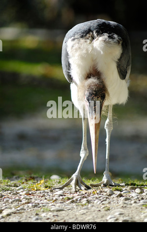 Marabou Stork (Leptoptilos crumeniferus), with lowered head, Hellabrunn Zoo, Munich, Upper Bavaria, Bavaria, Germany, Europe Stock Photo
