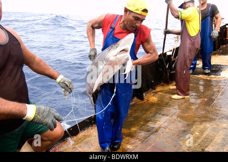 Longline fishing shark bycatch hi-res stock photography and images - Alamy