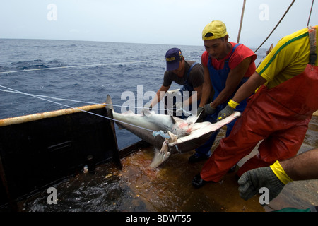 Longline fishing shark bycatch hi-res stock photography and images - Alamy