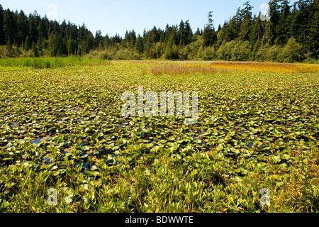 Beaver Lake, Stanley Park, Vancouver, British Columbia, Canada Stock Photo