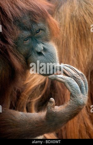 Bornean Orangutan (Pongo pygmaeus), thoughtful-looking female, portrait Stock Photo