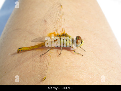 Libelle,dragonfly Stock Photo