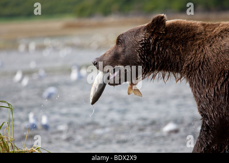 Grizzly bear catching salmon victory walk in Geographic Bay Katmai National Park Alaska Stock Photo