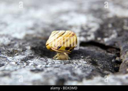 brown lipped snail; Cepaea nemoralis Stock Photo