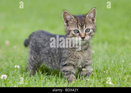 Young tabby kitten in grass