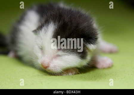 Young, few days old kitten, eyes still closed Stock Photo