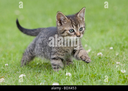 Young tabby kitten in grass