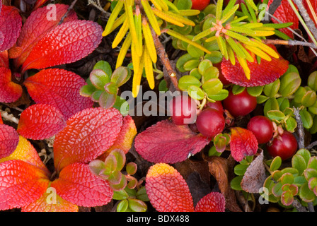 Detail of tundra plants in autumn color, Yukon Canada Stock Photo