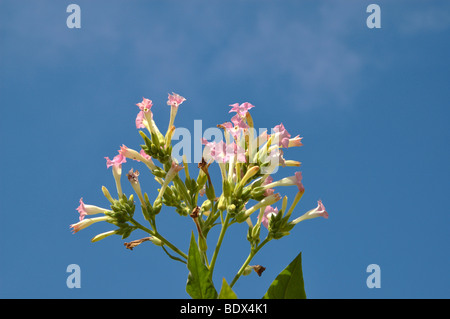 Blossoms of burley tobacco plants Stock Photo