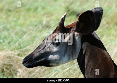 Okapi head shot Stock Photo