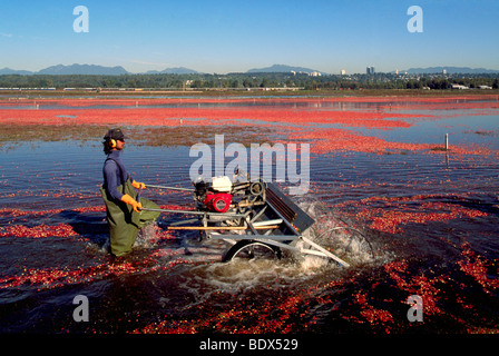 Fraser Valley, BC, British Columbia, Canada - Worker harvesting Cranberries with Water Reel in Bog Field on Cranberry Farm Stock Photo