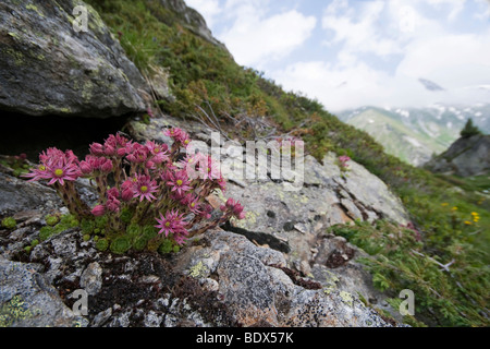 Cobweb houseleek (Sempervivum arachnoideum), at the Berliner Hoehenweg hiking trail, Hochgebirgs-Naturpark Zillertaler Alpen na Stock Photo