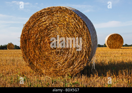 Landscape with bales of straw in summer, stubble field, Schleswig-Holstein, Germany, Europe Stock Photo