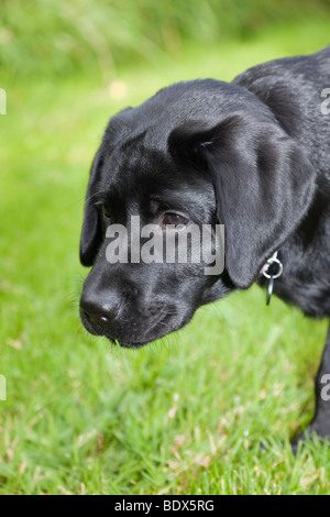 Britain UK Black Labrador puppy dog outside. Head portrait. Three months of age. Stock Photo
