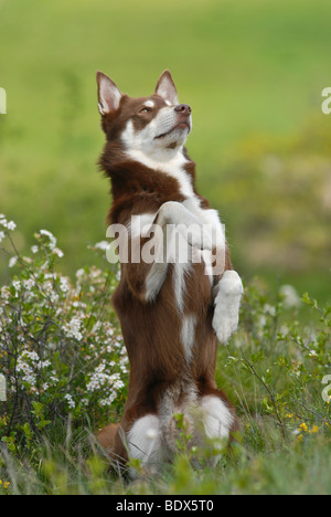 Lapponian Herder, Lapinporokoira or Lapp Reindeer dog, male begging on a flowery meadow Stock Photo