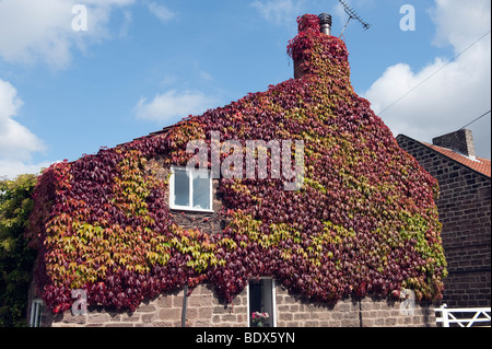 'Boston Ivy' in early September just changing colour clinging to a house wall Stock Photo