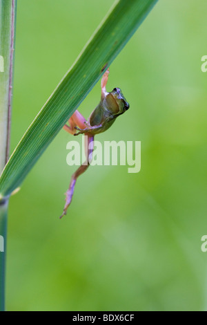 Young European Treefrog, Common Treefrog (Hyla arborea) climbing on reed Stock Photo
