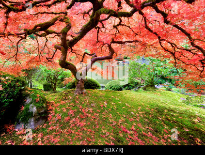 Japanese Maple tree in fall color. Portland Japanese Gardens. Oregon Stock Photo