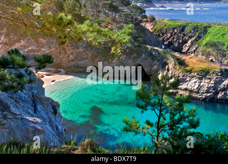 China beach with California Harbor Seals on beach. Point Lobos State Reserve, California Stock Photo