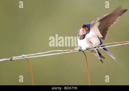 Baby Swallow(Hirundo rustica) Being Fed Stock Photo
