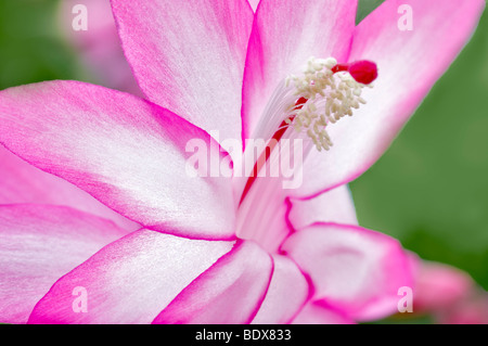 Close up of Christmas cactus flower (Schlumbergera Thor Tenna). Al's Nursery. Woodburn. Oregon Stock Photo