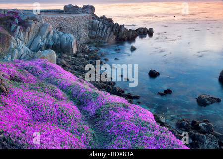 Purple ice plant blossoms and ocean. Pacific Grove, California Stock Photo
