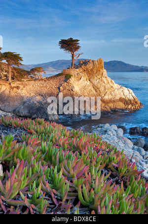 Lone Monterey Cypress tree and Pacific Ocean with Ice Plant. 17 Mile Drive. Pebble Beach, California Stock Photo