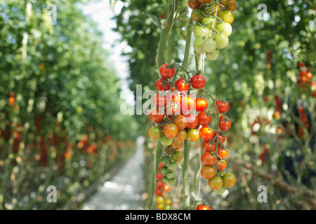 Cherry tomatoes growing in a greenhouse Stock Photo