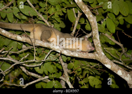Kinkajou, Potos flavus, foraging in the treetops at night.  Scent gland on the throat is visible. Photographed in Costa Rica. Stock Photo