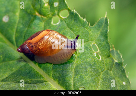 Large amber snail, Rotten amber snail, European ambersnail (Succinea putris) Stock Photo