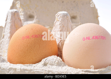 Labelled hens' eggs Stock Photo