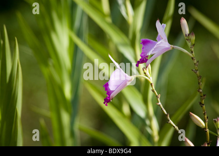 Bamboo orchid, Arundina graminifolia. Photographed in Panama. Stock Photo