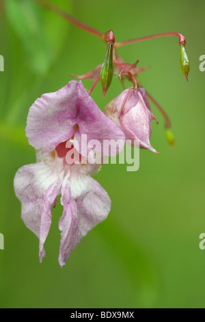 Himalayan balsam (Impatiens glandulifera)