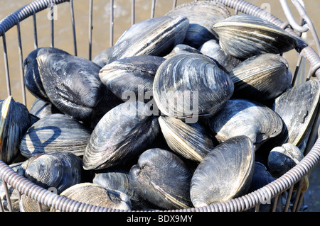Basket of fresh clams or quohogs on Cape Cod beach, Cape Cod, MA USA