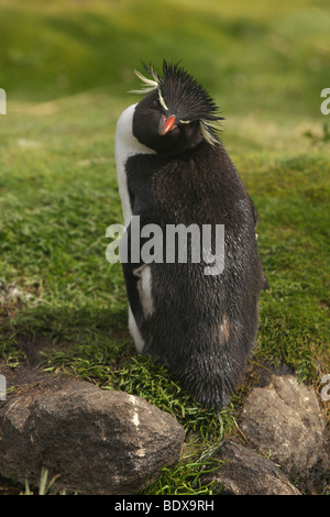 Western Rockhopper Penguin (Eudyptes chrysocome), Falkland Islands Stock Photo