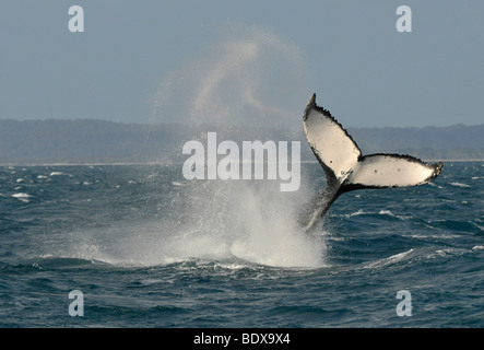 Species-specific tail slap, slap of the tail fin, of a Humpback Whale (Megaptera novaeangliae) in front of Fraser Island, Herve Stock Photo