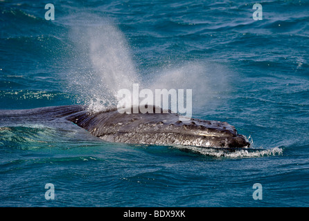 Spouting Humpback Whale (Megaptera novaeangliae), Hervey Bay, Queensland, Australia Stock Photo