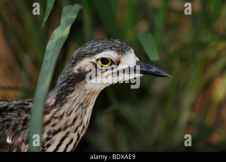 Bush Stone-curlew, also Bush Thick-Knee (Burhinus grallarius, obsolete name Burhinus magnirostris) Stock Photo