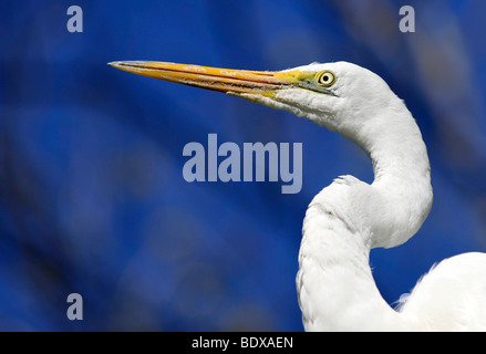 Intermediate Egret, also Median or Yellow-billed Egret (Ardea intermedia), Australia Stock Photo