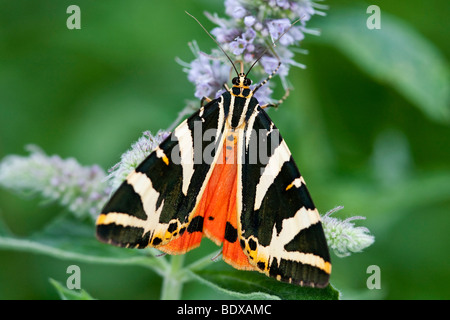 Jersey Tiger (Euplagia quadripunctaria) Stock Photo