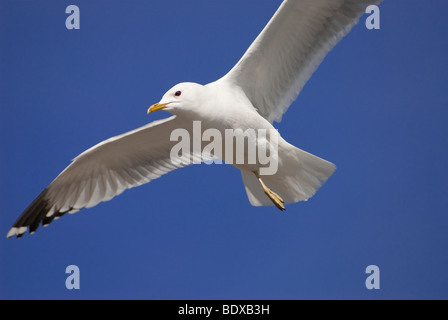 a seagull flying in front of a blue sky Stock Photo