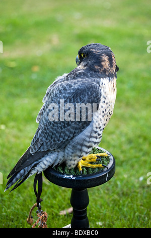 Peregrine Falcon Falco peregrinus also known simply as the Peregrine and historically as the 'Duck Hawk Stock Photo