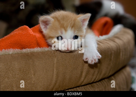 Young red-white kitten in a cat basket Stock Photo