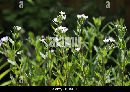 Epilobium obscurum (Short-fruited Willowherb) Stock Photo