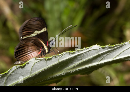Butterfly perched on a leaf. Photographed in the mountains of Costa Rica. Stock Photo