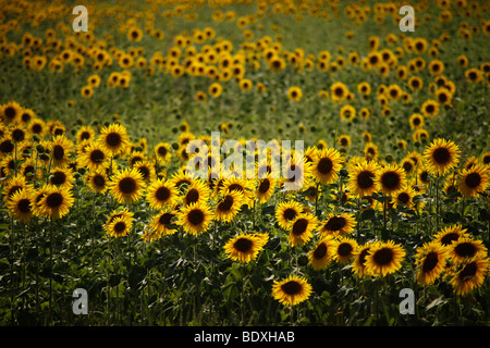 sunflower field in the evening light near Avignon, Provence, France, Europe Stock Photo